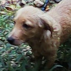 Meet your Posher, Sasha